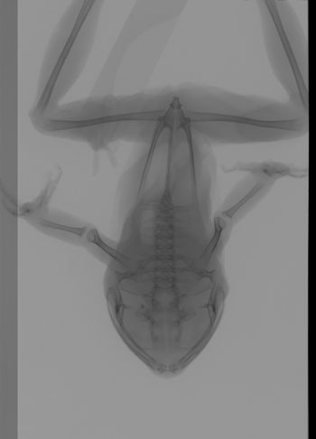 Media type: image;   Herpetology A-13166